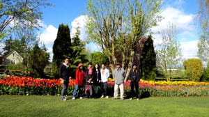 tulip field